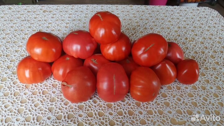 Рассада разная Семена сортовой фасоли