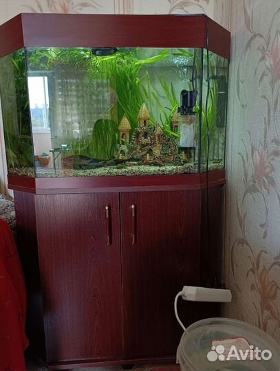 Аквариум