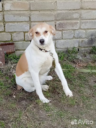 Дейзи стерилизованная в добрые руки