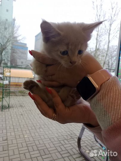 Котята