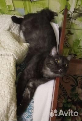 Чёрненькая кошечка