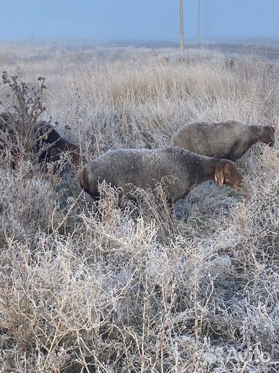 Гисарские матки.Баран Гисарский