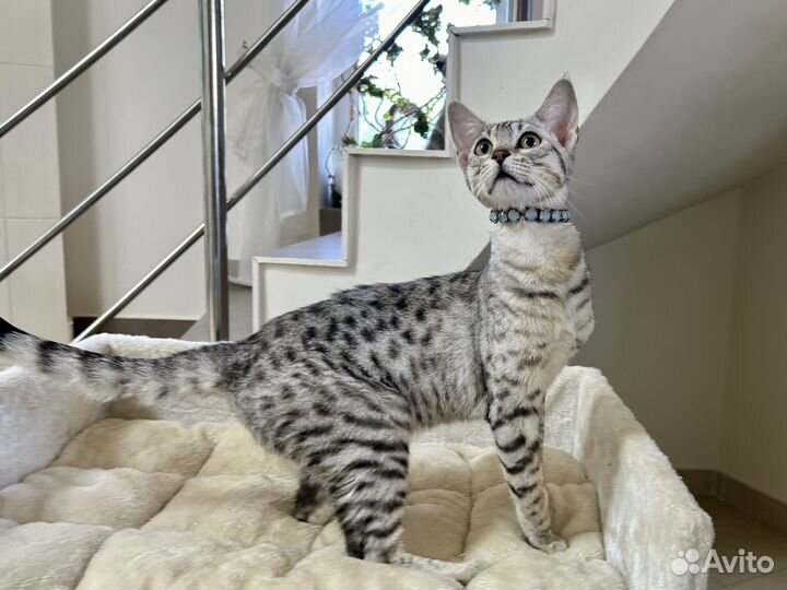 Саванна кошечка Арина 3 мес