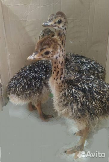 Птенцы страуса