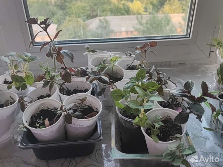 Хлорофитум