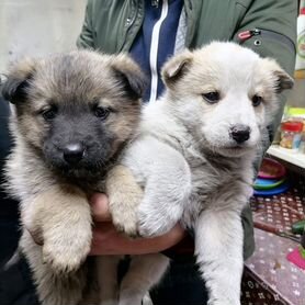 Щенки приюта "Кот и пес" в добрые руки