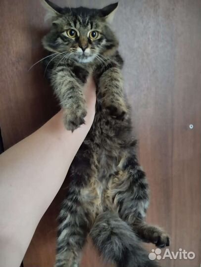 Котята подростки