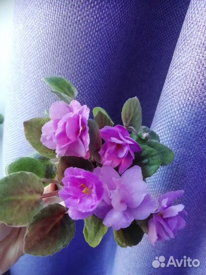 Фиалка Honeysuckle Rose