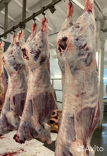 Туши мясной говядины породы оптом