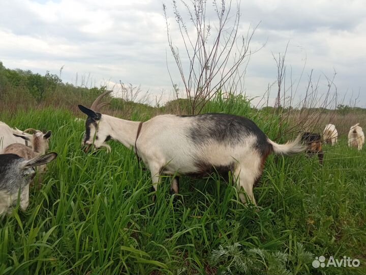 Дойные козы и козлята