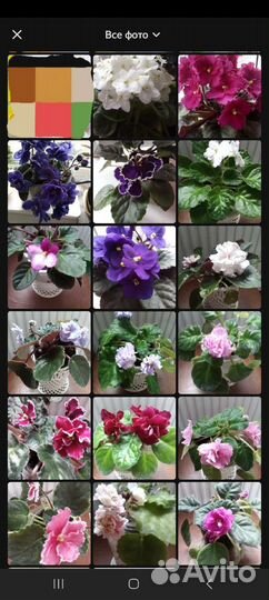 Цветущие фиалки