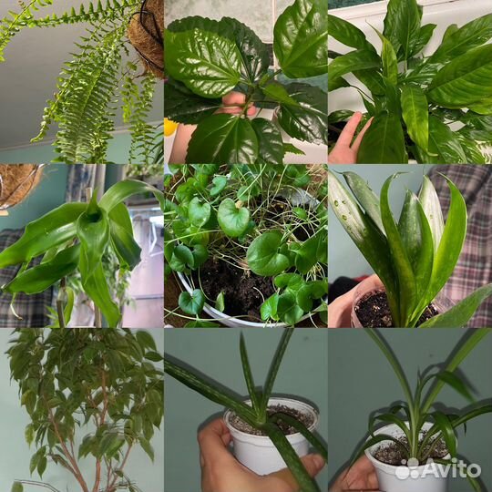 Комнатные растения цветы черенком обмен продажа