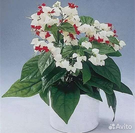 Кленондрон