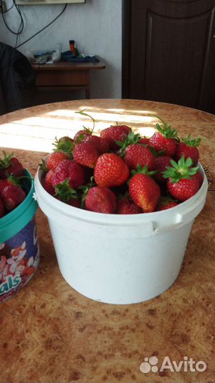 Усы клубники