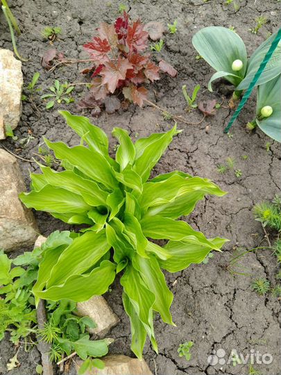 Саженцы многолетних садовых цветов