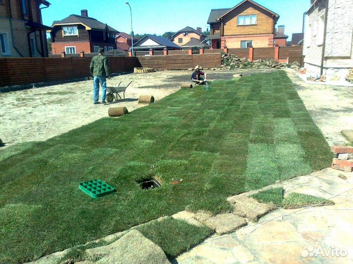 Рулонный газон с укладкой