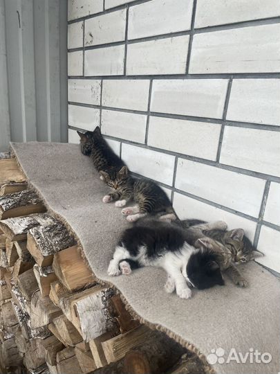 Котята в добрые руки