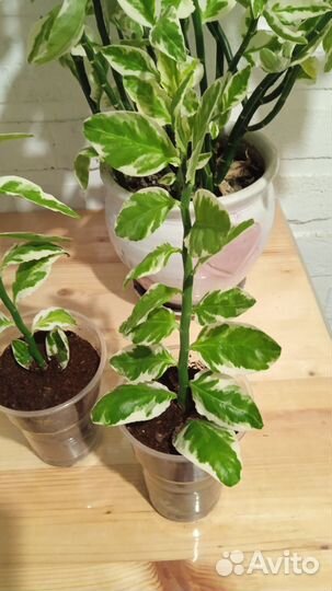 Педилантус