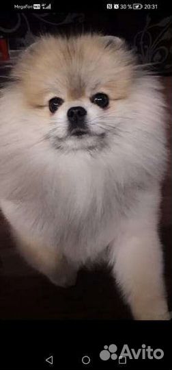 Ищем невесту