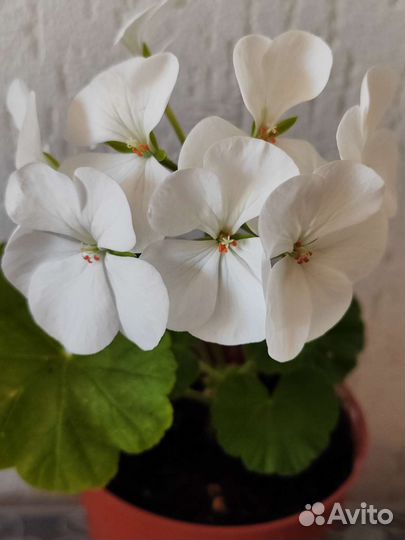 Пеларгония герань