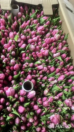 Тюльпаны опт