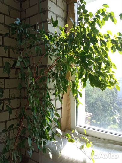 Цветы для офиса. Большой фикус, декабрист, алоэ