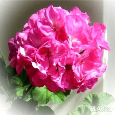 Пеларгонии сортовые