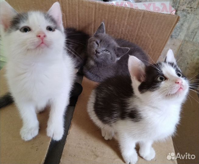 Котята в добрые руки