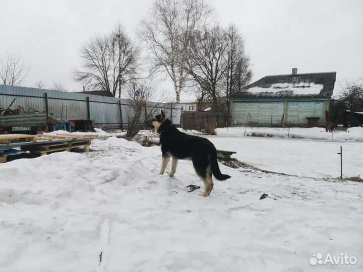 Кобель на вязку