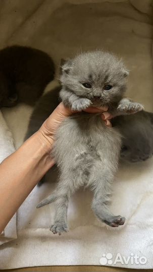 Шотландские котята