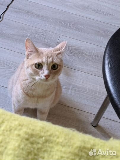 Рыженькая кошечка