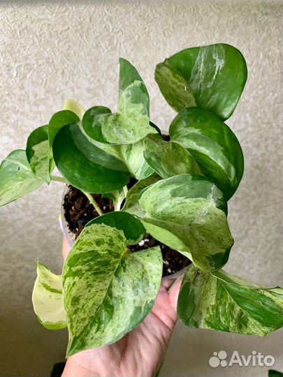 Эпипрениумы