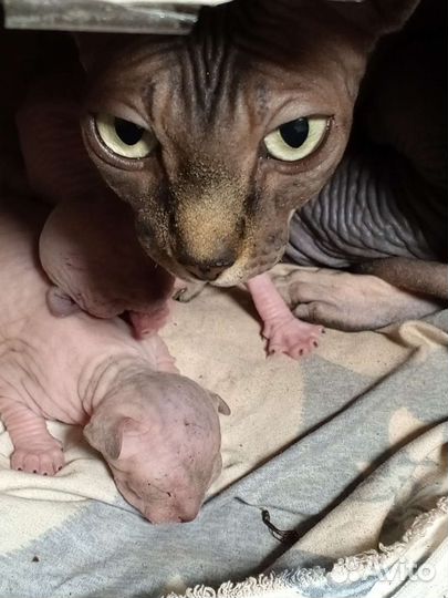 Канадский сфинкс котенок