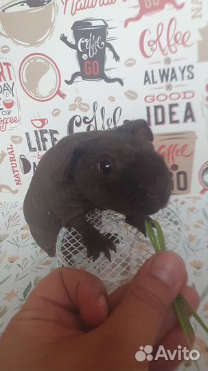 Морская свинка скинни