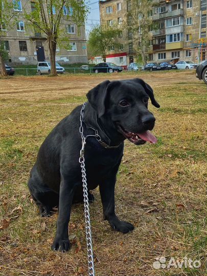 Собака лабрадор