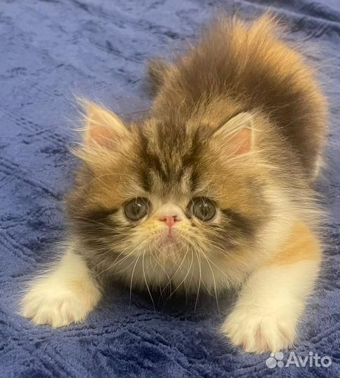 Персидские котята