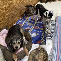 Взрослый пёс в добрые руки