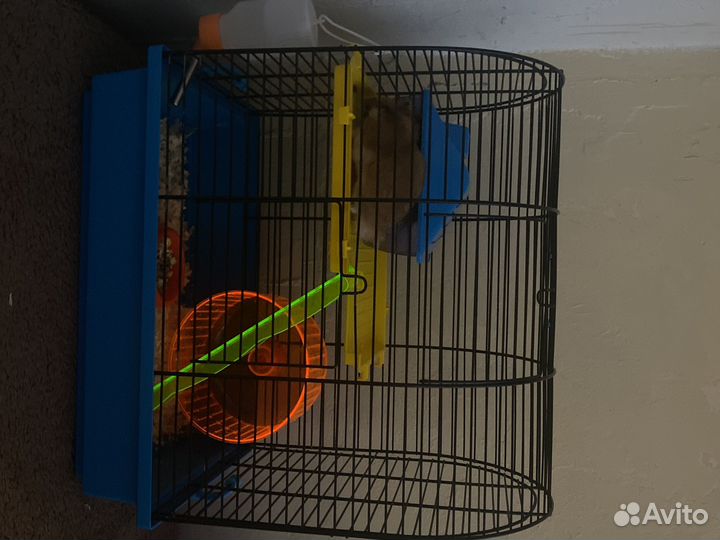 Клетка с хомяками