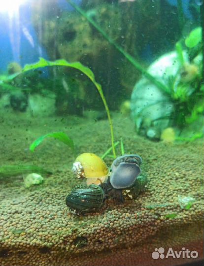 Улитки Ампулярия