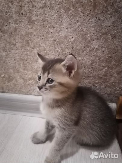Абиссинские котята