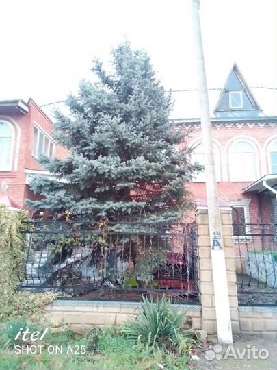 Ель голубая, на спил