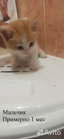 Котята в добрые руки бесплатно