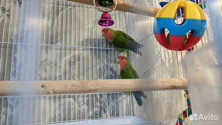 Попугаи неразлучники с клеткой