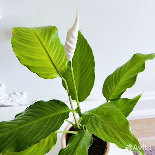 Спатифиллум - цветы любви
