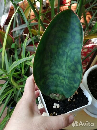 Сансевиерия Масониана Виктория Конго