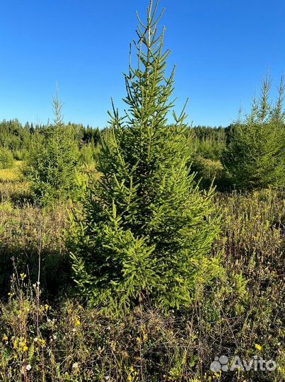 Новогодние живые елки оптом