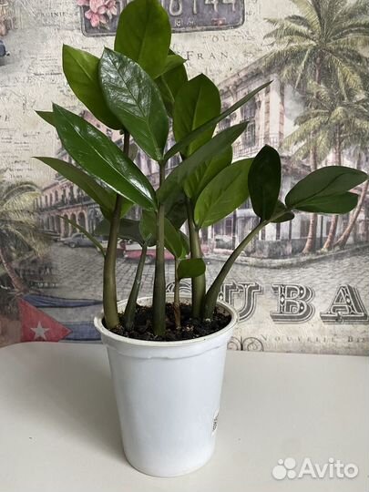 Замиокулькас