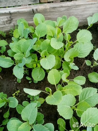 Рассада капусты