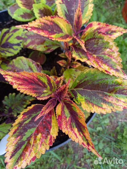 Колеусы вегетативные