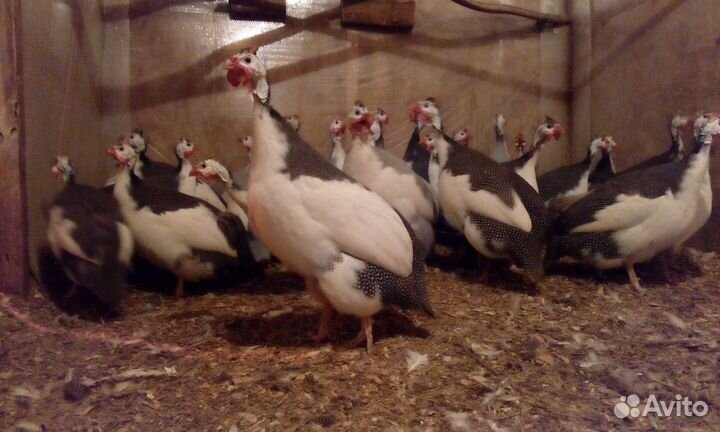 Яйцо и цесарята белой волжской элита